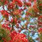Gulmohar Flowering Plant (Red Gulmohar, Hybrid) Ornamental Plant, Pack of 1