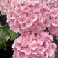 Hydrangea Flower Plant - Pink