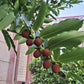 Velvet Apple (Diospyros blancoi) Live Tropical Fruit Plant | Mabolo Tree Seedling