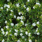 Cuphea Flowering Plant - White