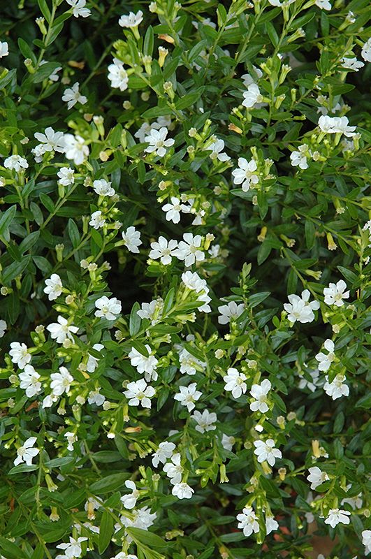 Cuphea Flowering Plant - White
