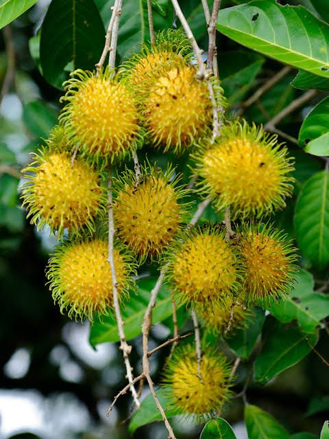 Rambutan - E35 - Tropical Fruit Plant