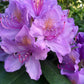 Azalea Flower Plant - Purple