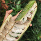 Ice Cream Bean Fruit Tree Live Plant (Inga edulis) | Pack of 1 Healthy Seedling Plant |
