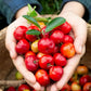 Tropical West Indian Cherry/Barbados Cherry Malpighia emarginata  Fruit Healthy Layering Plant