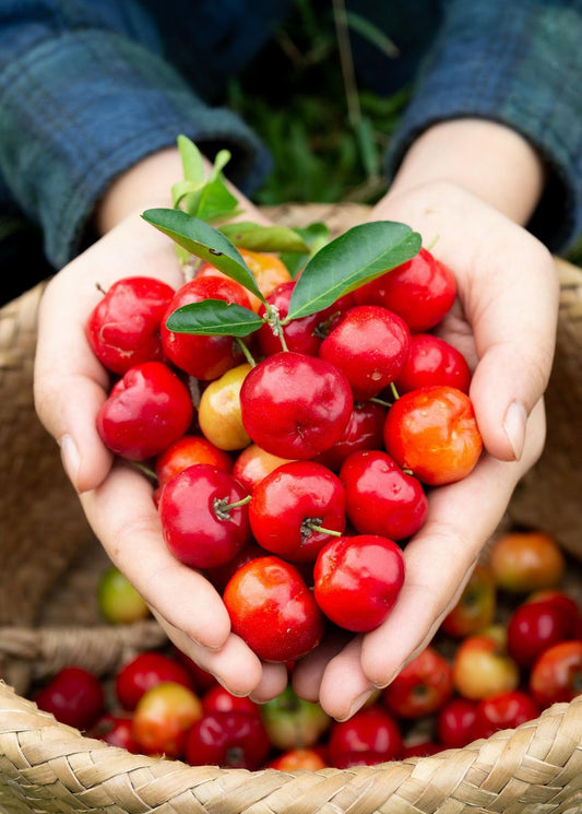Tropical West Indian Cherry/Barbados Cherry Malpighia emarginata  Fruit Healthy Layering Plant