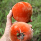 Velvet Apple (Diospyros blancoi) Live Tropical Fruit Plant | Mabolo Tree Seedling