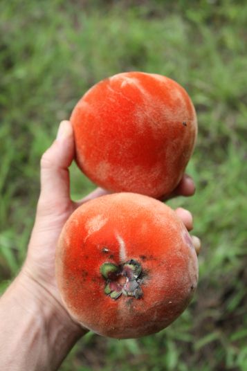 Velvet Apple (Diospyros blancoi) Live Tropical Fruit Plant | Mabolo Tree Seedling