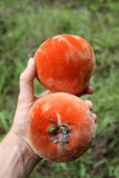 Velvet Apple (Diospyros blancoi) Live Tropical Fruit Plant | Mabolo Tree Seedling
