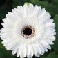 Gerbera Flower Plant - White