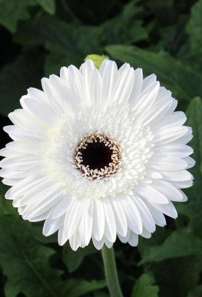 Gerbera Flower Plant - White