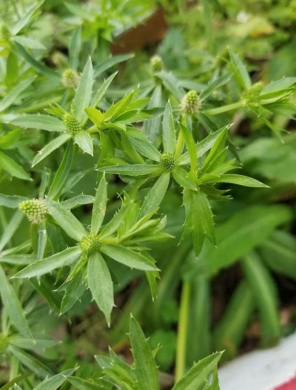 Mexican Coriander Medicinal Herb Plant (Eryngium foetidum, African Malli) Live Medicinal Plant, Pack of 1