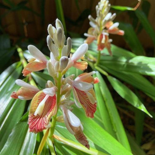 Chittaratta/Lesser Galangal Medicinal Herb Plant/Alpinia calcarata Live Medicinal Plant, Pack of 1