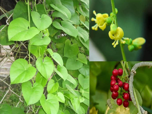 Chittamruthu/Giloy Medicinal Herb Plant/Tinospora cordifolia Live Medicinal Plant, Pack of 1