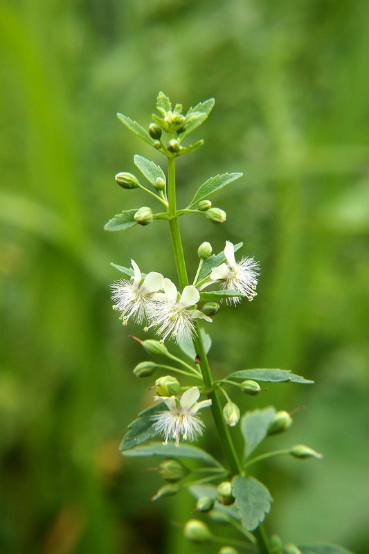 Stone Breaker/Kallurukki Medicinal Herb Plant (Scoparia dulcis, Hybrid) Live Medicinal Plant, Pack of 1
