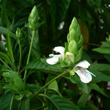 Adalodakam Medicinal Herb Plant (Justicia adhatoda, Malabar nut) Live Medicinal Plant, Pack of 1