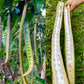 Ice Cream Bean Fruit Tree Live Plant (Inga edulis) | Pack of 1 Healthy Seedling Plant |
