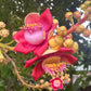 Cannon Ball Tree (Couroupita guianensis) Nagalingam/Shivalingam Medicinal Plant
