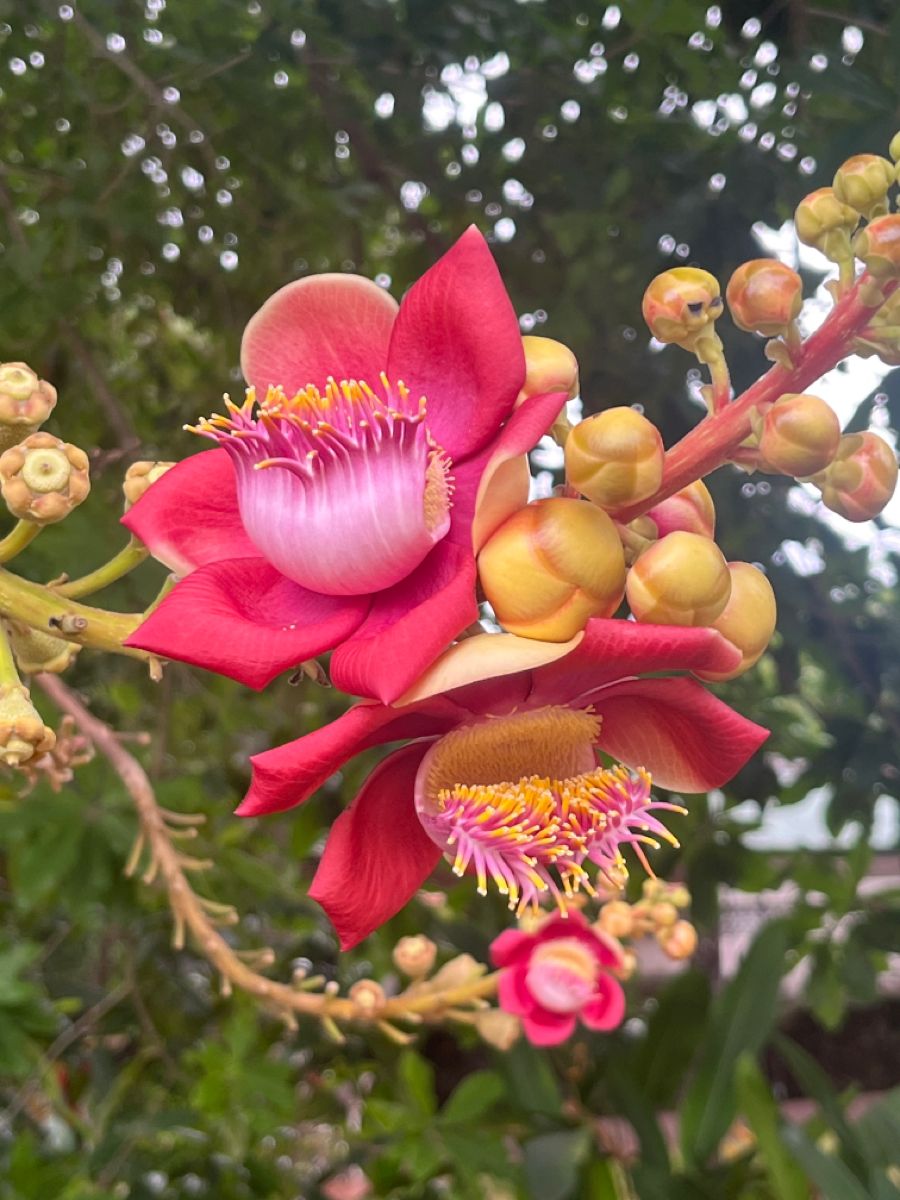 Cannon Ball Tree (Couroupita guianensis) Nagalingam/Shivalingam Medicinal Plant