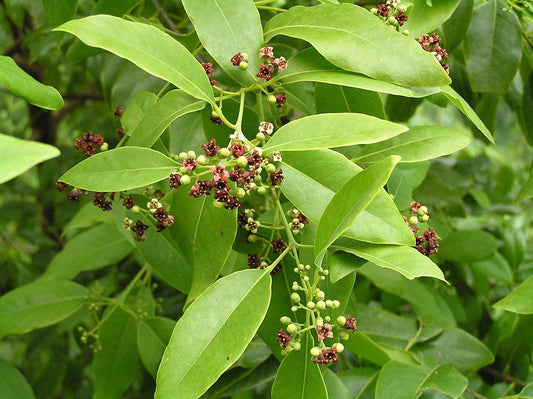 White Sandal Tree/Sandal wood Medicinal Herb Plant (Santalum album, Hybrid) Live Medicinal Plant, Pack of 1
