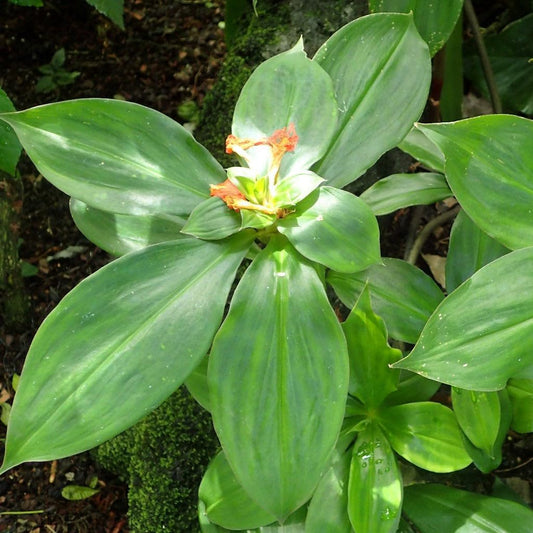 Insulin Plant/Costus Igneus Medicinal Herb Plant (Chamaecostus cuspidatus) Live Medicinal Plant, Pack of 1