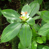 Insulin Plant/Costus Igneus Medicinal Herb Plant (Chamaecostus cuspidatus) Live Medicinal Plant, Pack of 1