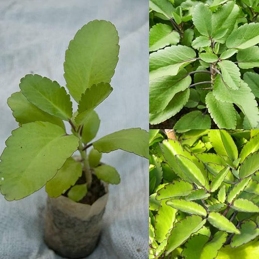 Ila Mulachi/Patharchatta Medicinal Herb Plant/Kalanchoe pinnata Live Medicinal Plant, Pack of 1