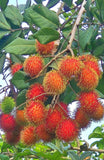 Rambutan - N18 - Tropical Fruit Plant