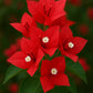 Bougainvillea Flower Plant - Red