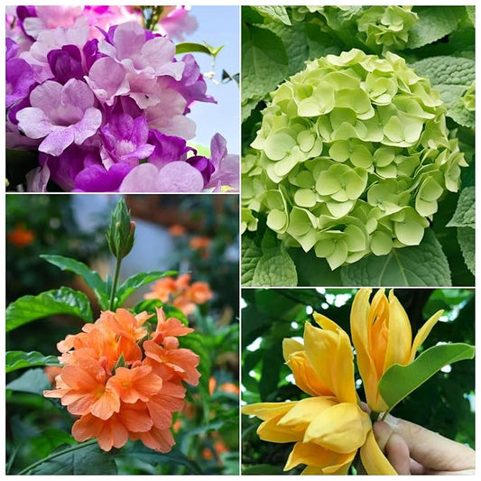Flowering Plants Combo Pack of 4 (Fire Cracker, Son Champa, Hydrangea & Garlic Vine)