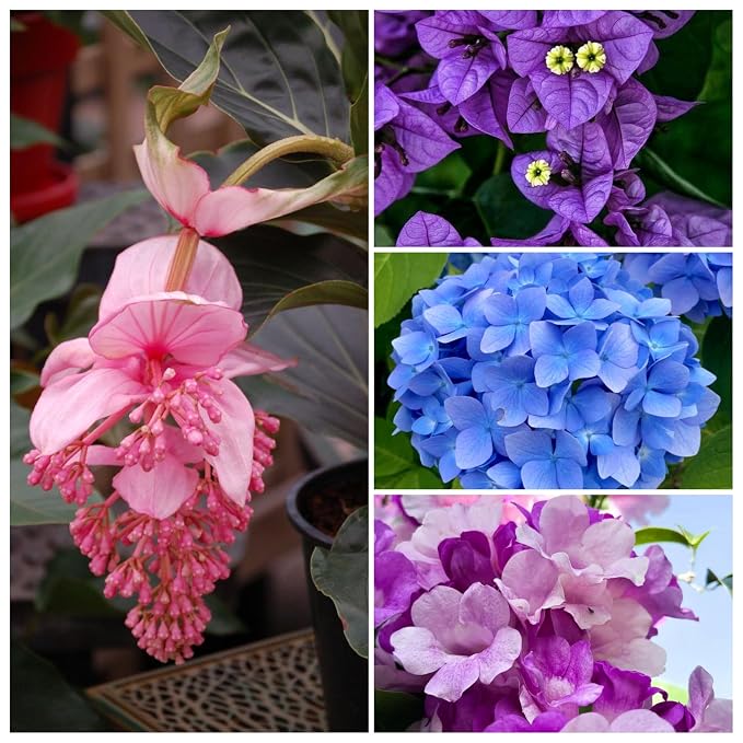 Flowering Plants Combo Pack of 4 (Medinilla, Bougainvillea, Hydrangea & Garlic Vine)