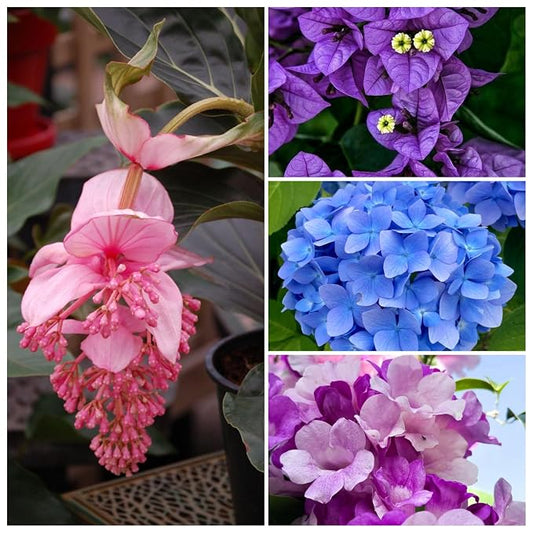 Flowering Plants Combo Pack of 4 (Medinilla, Bougainvillea, Hydrangea & Garlic Vine)