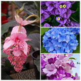 Flowering Plants Combo Pack of 4 (Medinilla, Bougainvillea, Hydrangea & Garlic Vine)