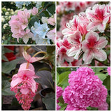 Flowering Plants Combo Pack of 4 (Medinilla, Bougainvillea, Hydrangea & Azalea)
