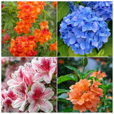 Flowering Plants Combo Pack of 4 (Tecoma Red, Fire Cracker, Hydrangea & Azalea)