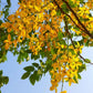 Cassia fistula Flowering Plant (Golden Shower Tree )