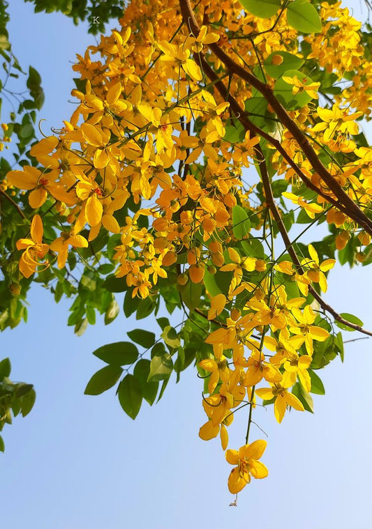 Cassia fistula Flowering Plant (Golden Shower Tree )