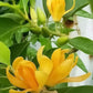 Son Champa Flower Plant / Michelia Champaca - Orange