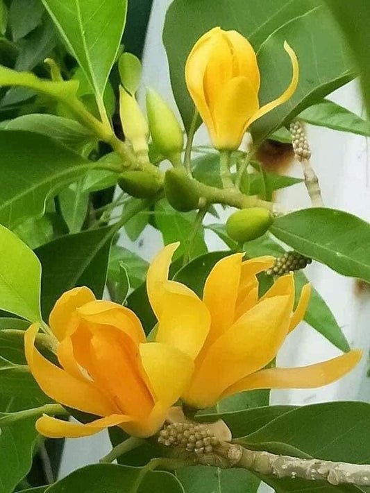 Son Champa Flower Plant / Michelia Champaca - Orange