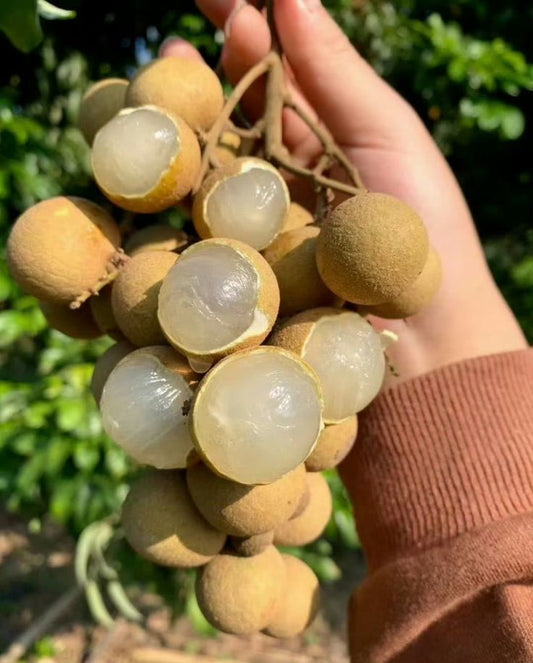 Dimocarpus longan Fruit Plant - Tropical Fruit Tree
