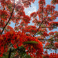 Gulmohar Flowering Plant (Red Gulmohar, Hybrid) Ornamental Plant, Pack of 1