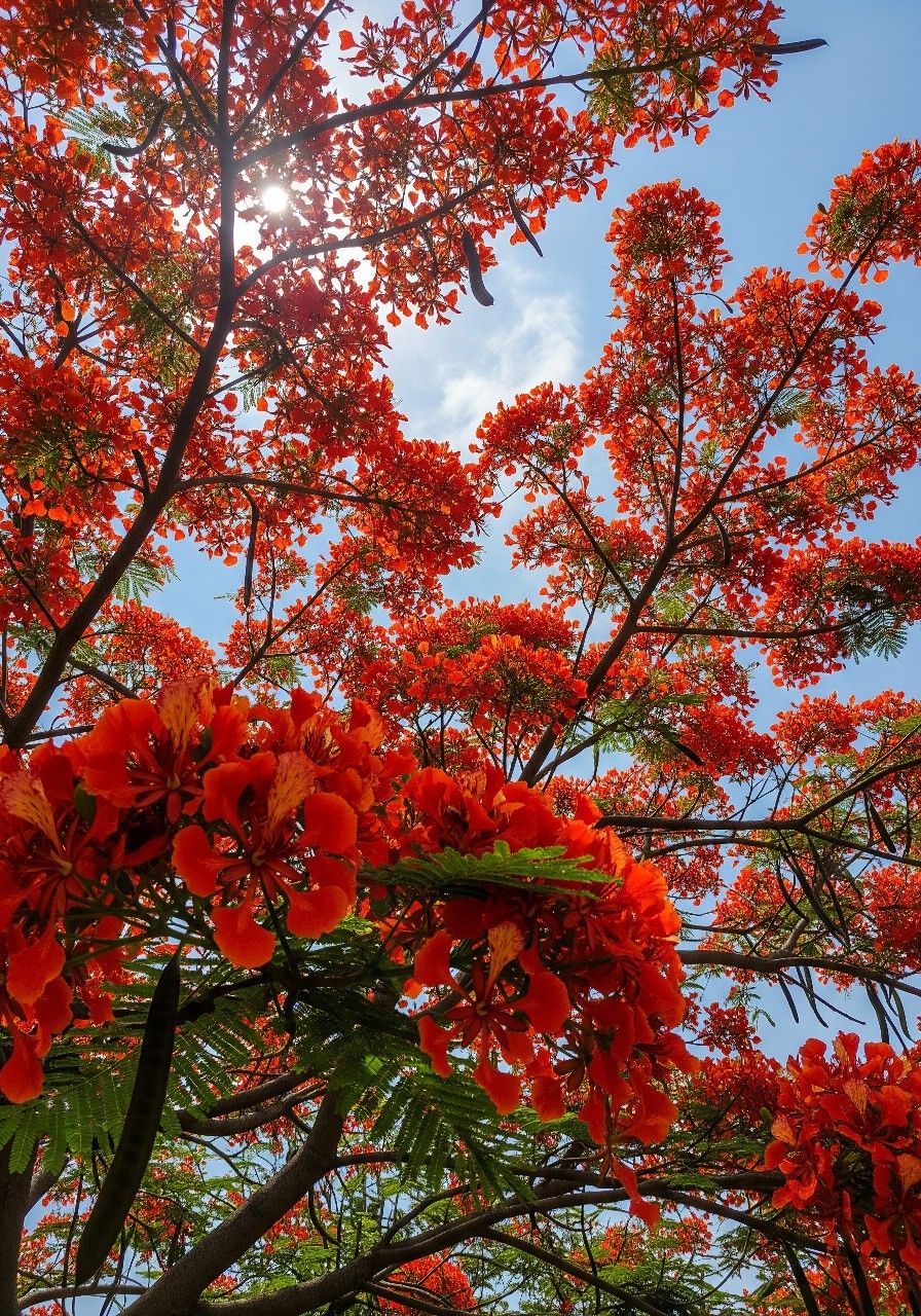 Gulmohar Flowering Plant (Red Gulmohar, Hybrid) Ornamental Plant, Pack of 1