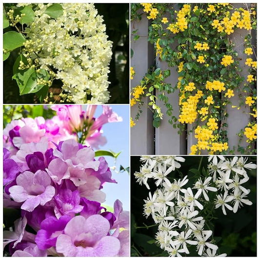Creeper Vine Flowering Plants Combo Pack of 4 (Cat's Claw Creeper, Garlic Vine, Bridal Bouquet & Manimulla)