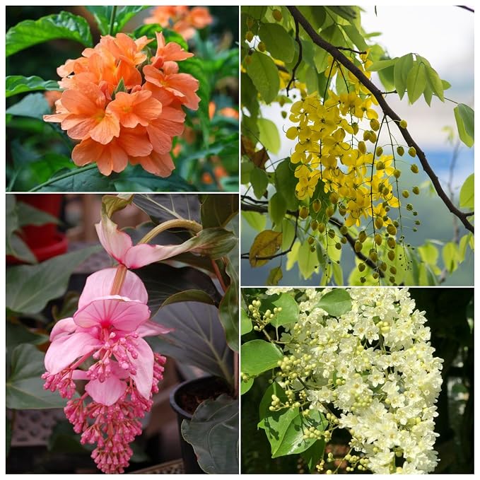 Flowering Plants Combo Pack of 4 (Fire Cracker, Medinilla, Cassia Fistula & Manimulla)