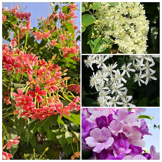 Creeper Vine Flowering Plants Combo Pack of 4 (Rangoon Creeper, Garlic Vine, Bridal Bouquet & Manimulla)