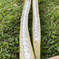 Ice Cream Bean Fruit Tree Live Plant (Inga edulis) | Pack of 1 Healthy Seedling Plant |