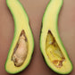 Avocado - Russell - Hybrid Fruit Plant