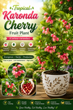 Tropical Karonda Cherry Fruit Plant (Carissa carandas)