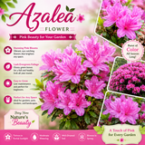 Azalea Flower Plant - Pink