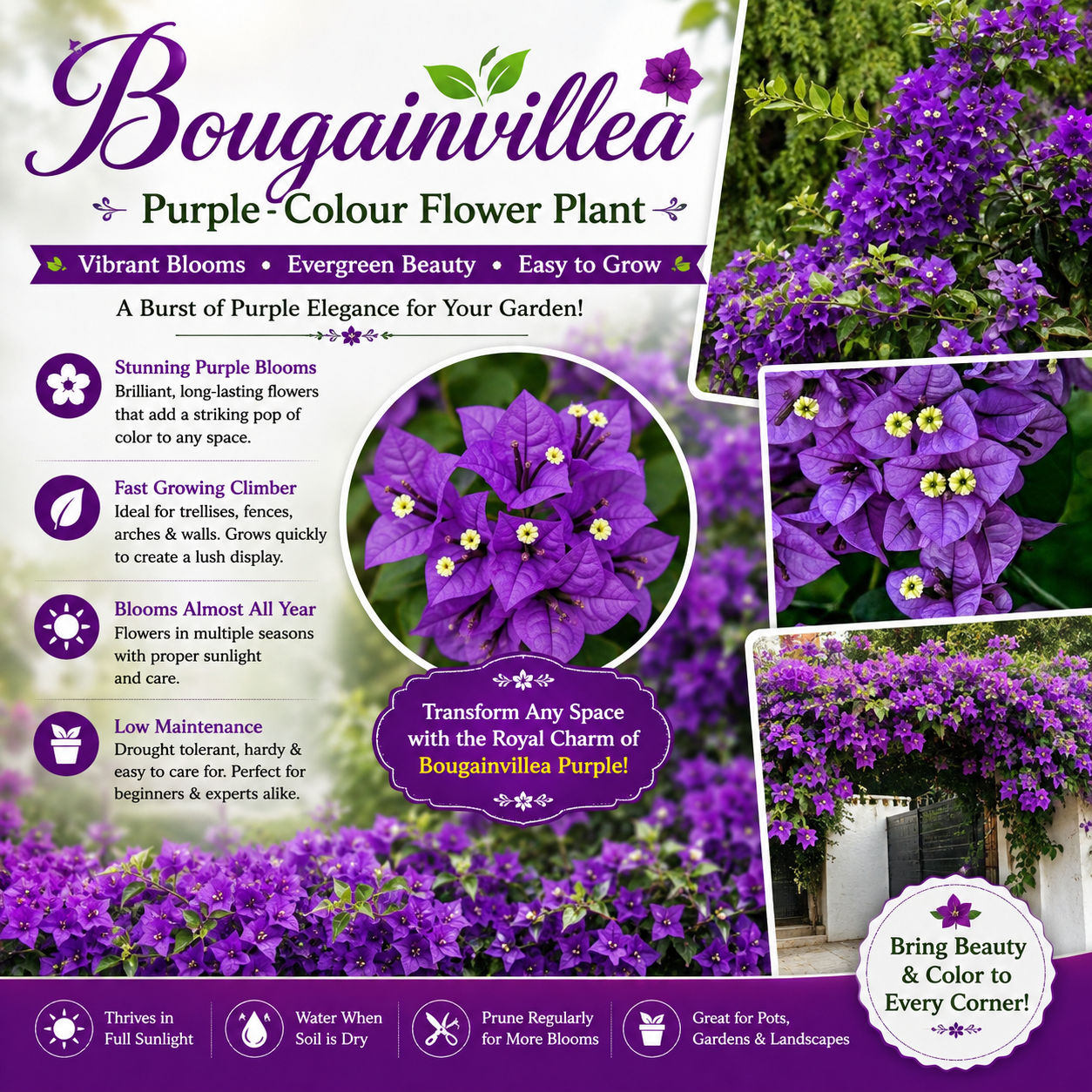 Bougainvillea Flower Plant - Purple